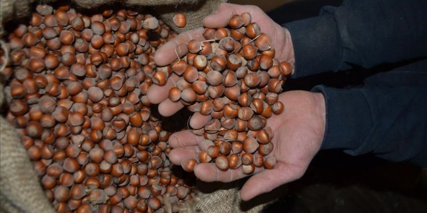 Giresun'daki lisanslı depoya 32 bin 570 ton fındık girdi