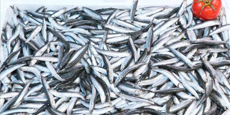 Hamsinin fiyatı 5 liraya düştü