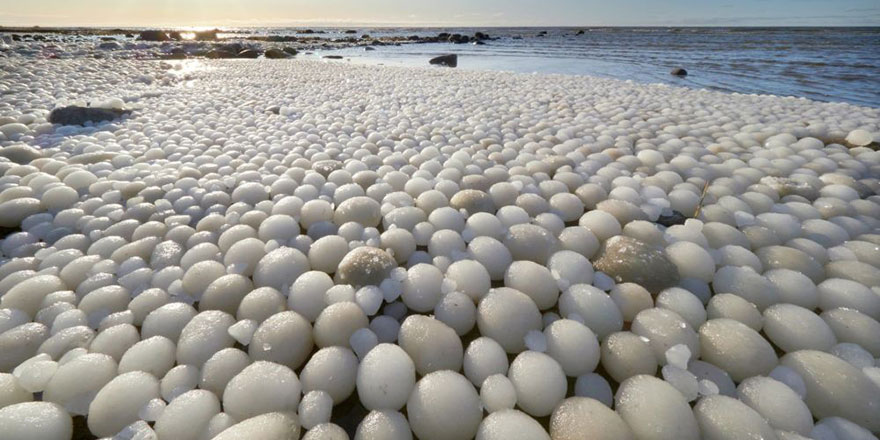 Binlerce 'buzdan yumurta' sahile vurdu