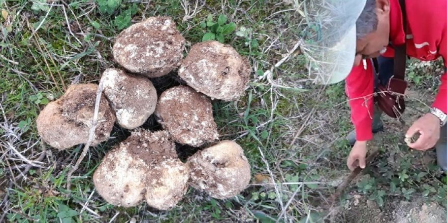 İznik ormanlarında buldu! Zengin Oldu!