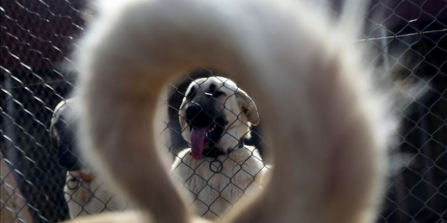 Kangal köpekleri DNA barkoduyla tanınacak