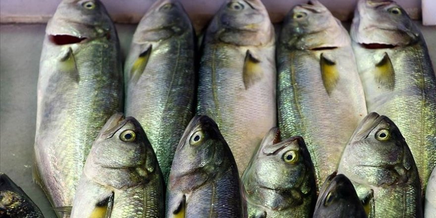 Lüfer Marmara'da balıkçının yüzünü güldürmeye başladı