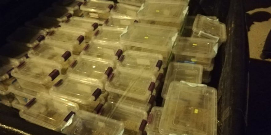 Mardin'de bir evde 217 akrep ele geçirildi