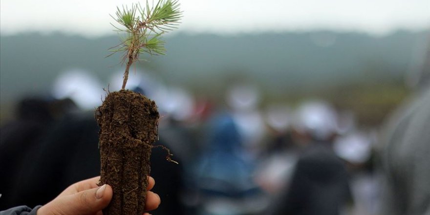 11 milyon fidan yarın toprakla buluşacak