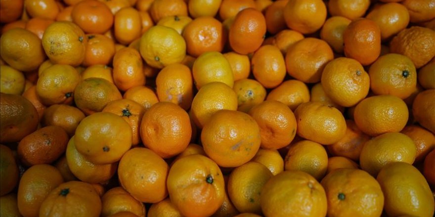Verimi düşen mandalina, kalitesiyle ihracatı dengeleyecek