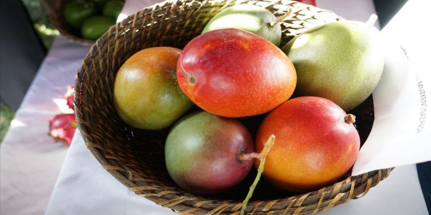 Tanesi 50 liraya satılan mango üreticinin yeni gözdesi