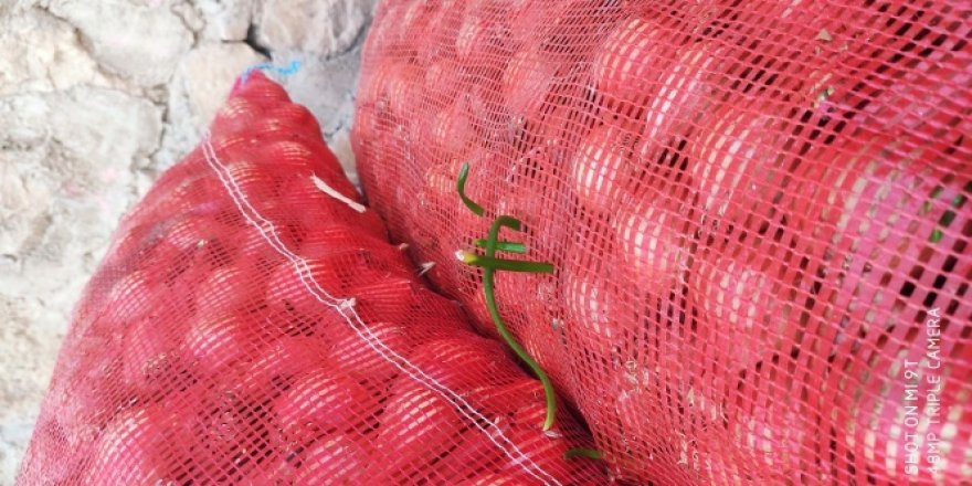 Ucuz diye satmadıkları soğanlar filizlendi
