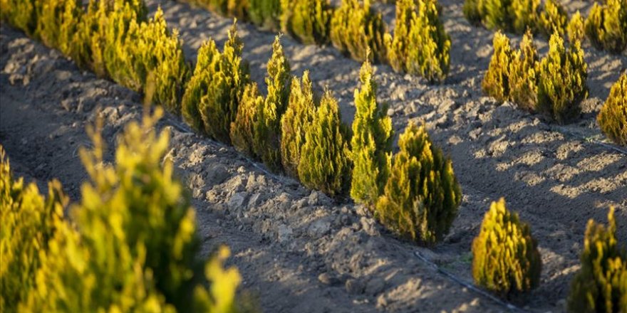 Fidancılık sektöründe 100 milyon dolarlık ihracat hedefi