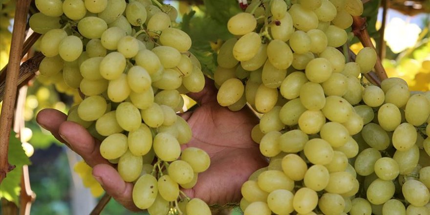 Her iki üzüm salkımından biri Rusya'ya gitti