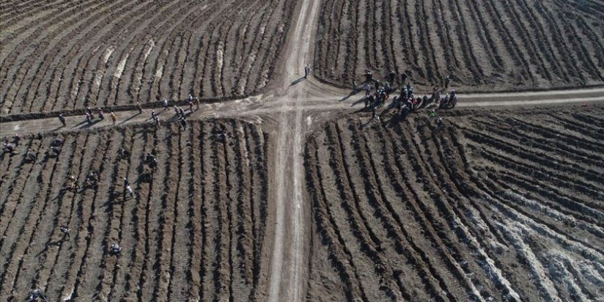 Çorum'da 1 saatte en fazla fidan dikimi rekor denemesi yapıldı
