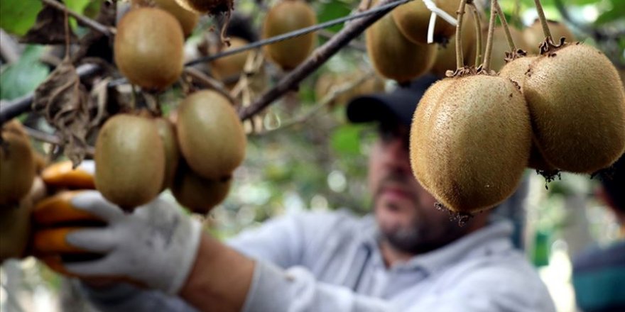 Türkiye Yalova kivisine doyacak