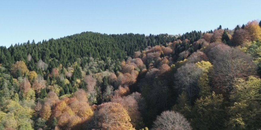 Karadeniz yaylalarında sonbahar