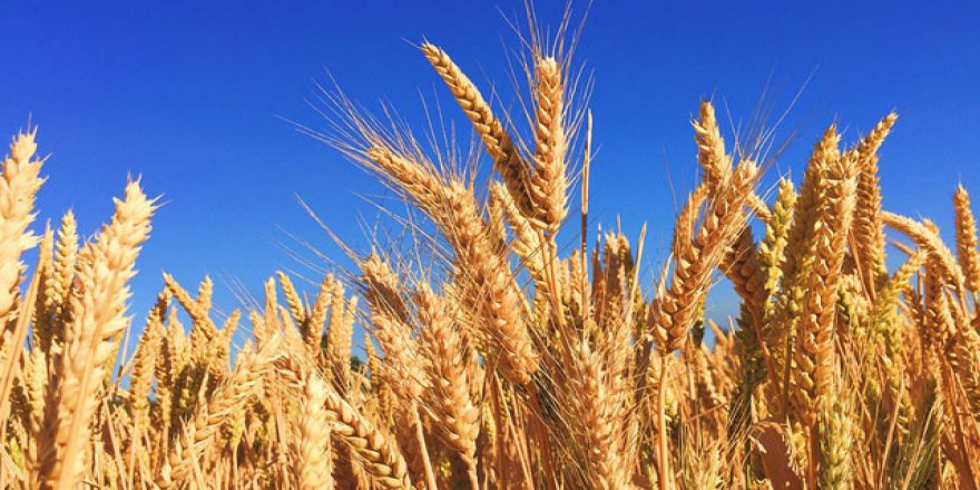 Buğday masum çıktı