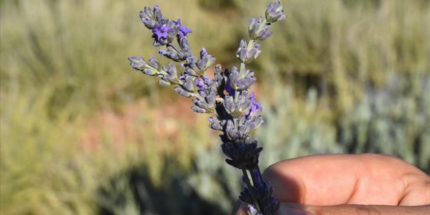 Adıyaman'da tütünün alternatifi 'lavanta ve şeker otu' olacak