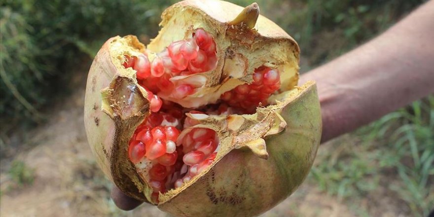 Suruç narında hasat zamanı