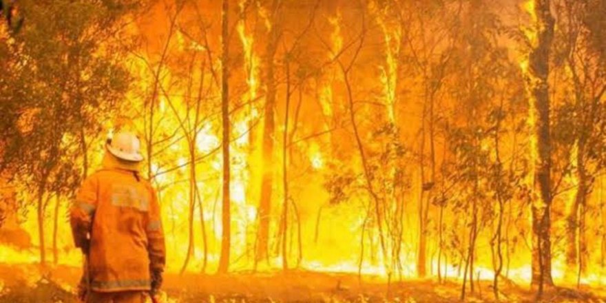 Avustralya'da yangın faciası devam ediyor