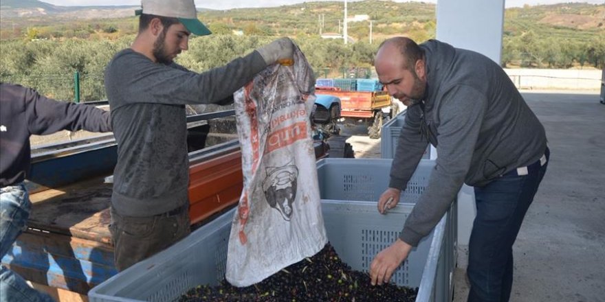 2 bin 400 ortaklı zeytinyağı fabrikası kurdular