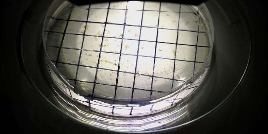 İthal mikrobiyal gübrelerin testleri Van'da yapılıyor