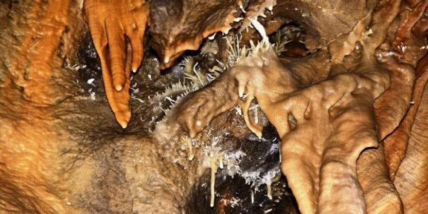 Yeni keşfedildi... Güzelliğiyle dikkat çekiyor