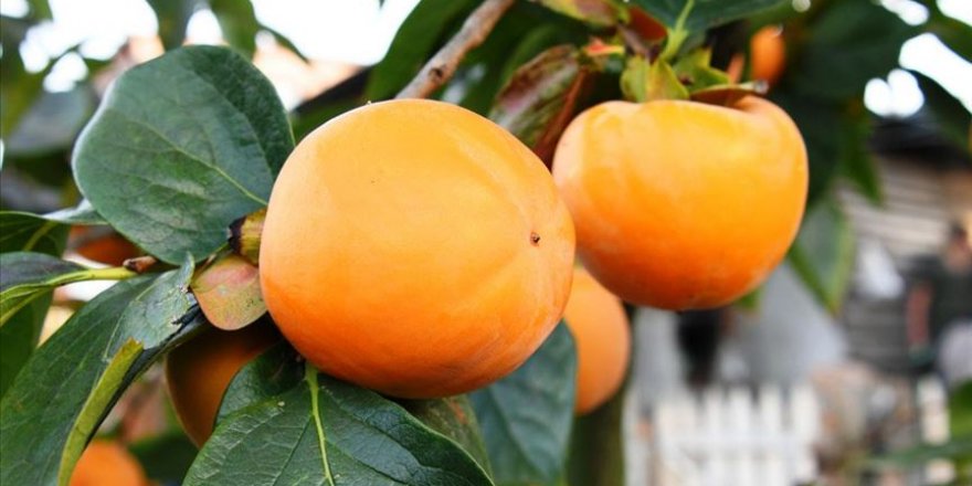 Yazın 'Lapseki şeftalisi' kışın 'Trabzon hurması' yetiştiriyorlar