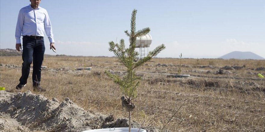 Çölleşmiş arazide '16 litre su' ile fidan büyüttüler
