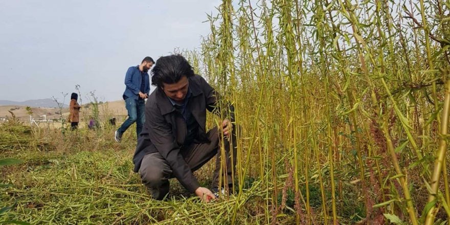 Jüt ve kenevirden organik kovan üretilecek