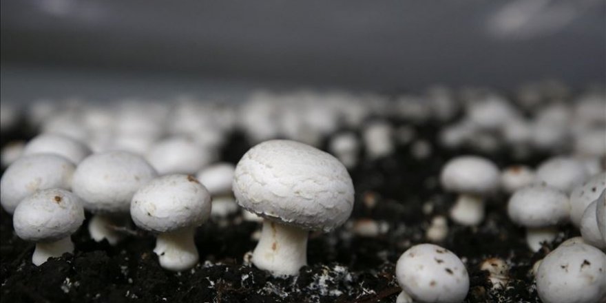Yapay iklimlendirmeyle ayda 90 ton kültür mantarı üretiyorlar