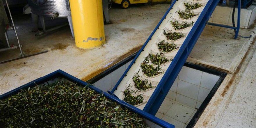 Zeytinin kara suyu yem ve gübreye dönüştürülerek ekonomiye kazandırıldı