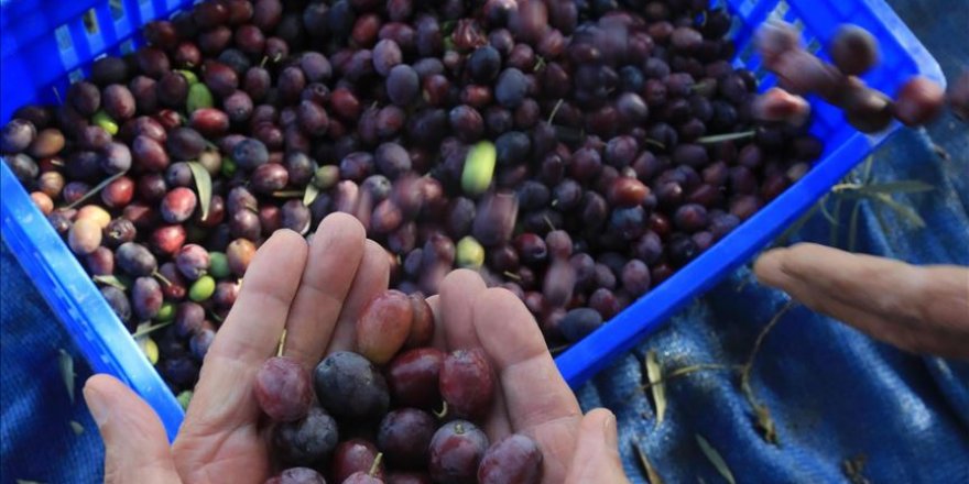 Turizm merkezinin 'yeşil altın'ında hasat zamanı