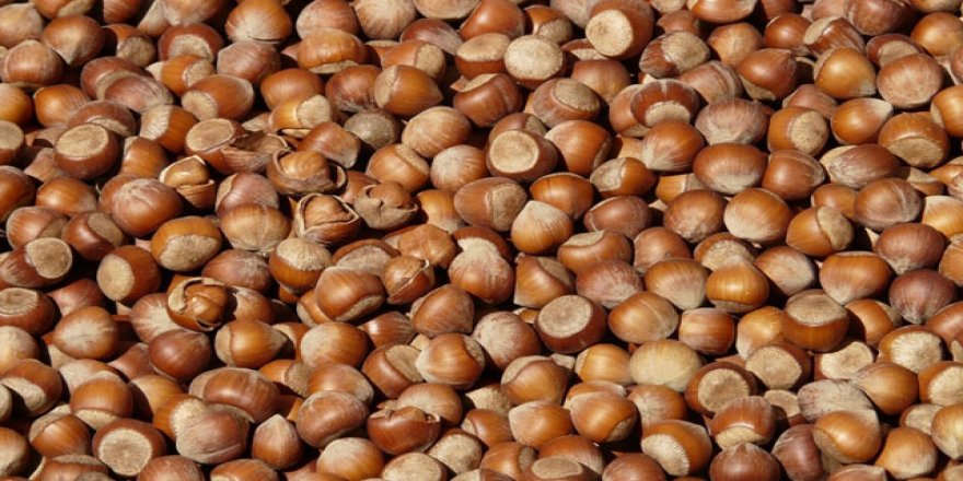 Fındık verimliliğini arttırmak için yatırımlara devam