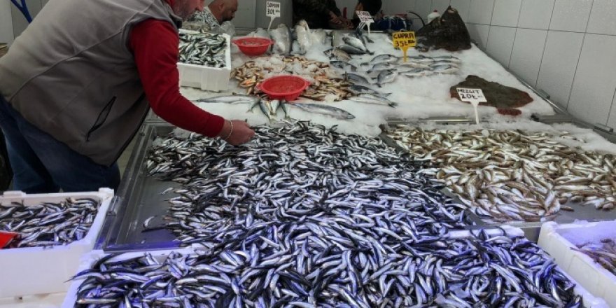 Karadeniz'de hamsi yeniden yükselişte