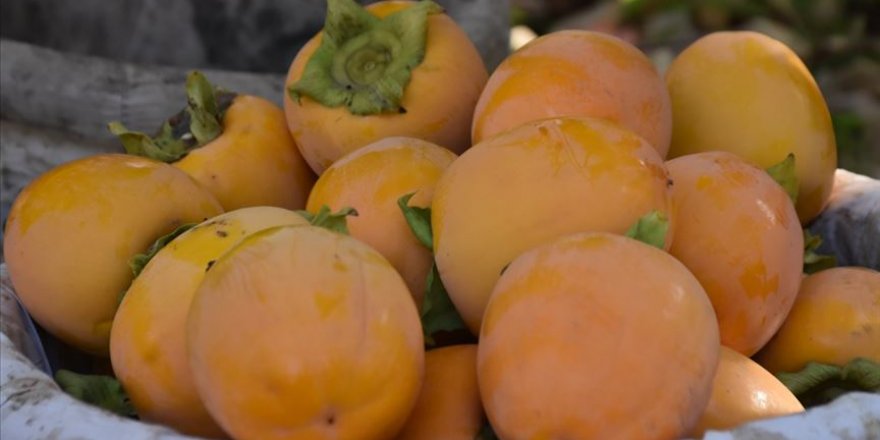 'Cennet meyvesi' hurmada rekolte yüzleri güldürüyor