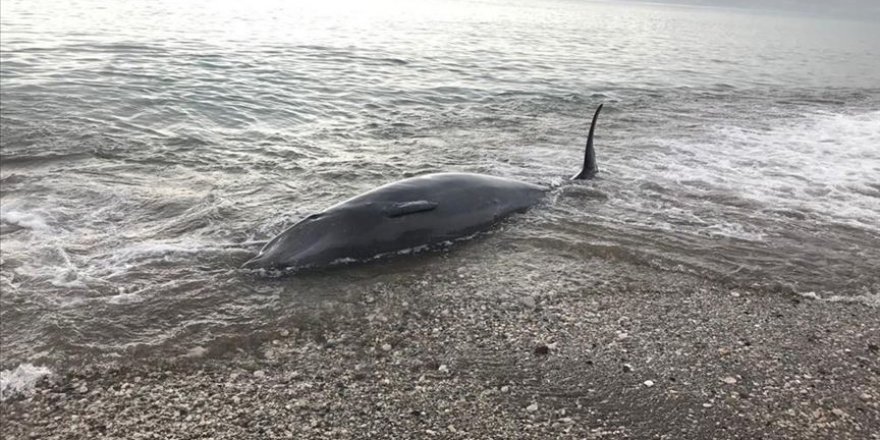 Sahil Güvenlik’ten kıyıya vuran balina ve kanadı kırık martıya yardım eli