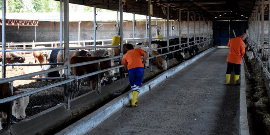 Hükümlüler yetiştirdikleri 'yerli ırklarla' hayvancılığa katkı sağlıyor