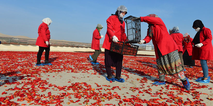 Şanlıurfalı kadınlar isotu bilimsel yöntemlerle üretiyor