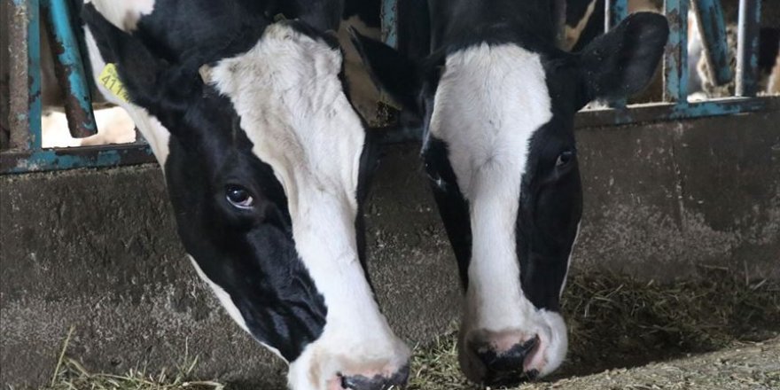 Kırmızı et üretiminde 'büyüme' stratejisi