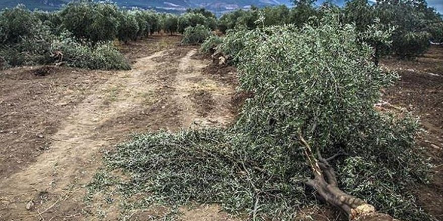 e-Poliçe ile yılda 21 bin ağacın kesilmesi önlenecek