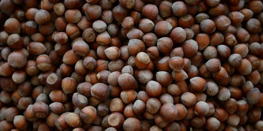 Türkiye fındıktan 10 ayda yaklaşık 1,6 milyar dolar kazandı