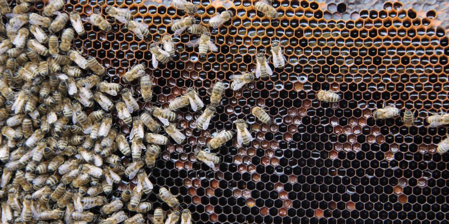 Eskiden çöpe atılan kainat eczanesinden propolisler antibiyotik olarak kullanılıyor