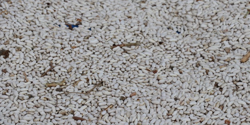 Don Kazaklarının mirası fasulye bir mahalleyi besliyor