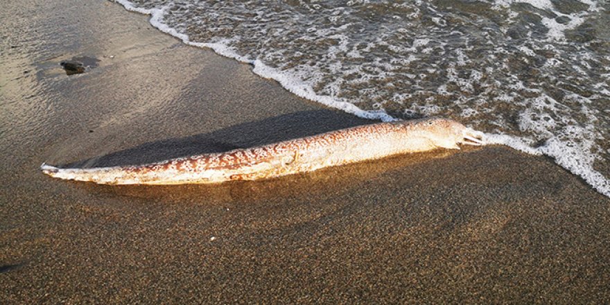 Sahile vuran Müren balığı vatandaşları şaşırttı