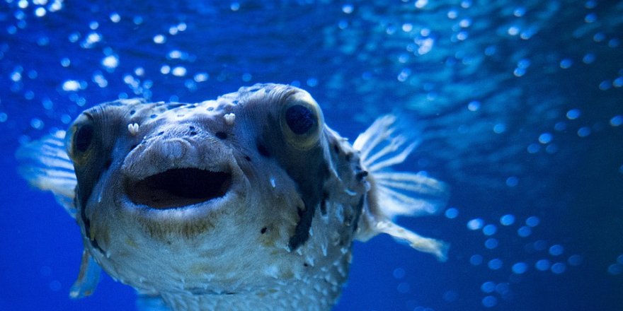 Balon balığının ihracatı ülke ekonomisine katkı sağlayacak