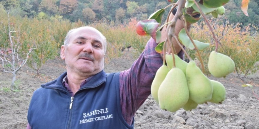 Subhanallah! Armut ağacında iki ay ara ile meyve yaratıldı