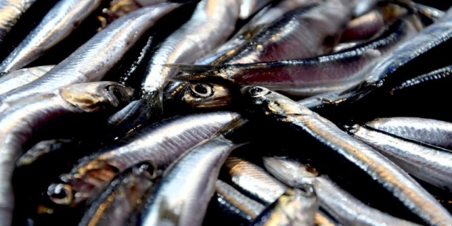 Karadeniz'de hamsi yüzleri güldürüyor