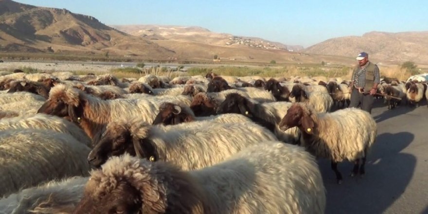 Soğuk hava bastırdı göçerler dönüş yoluna geçti