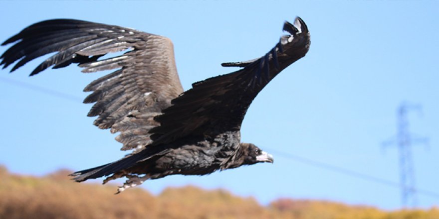 Dünyanın en tehlikeli yırtıcılarından, akbaba yakından görüntüledi