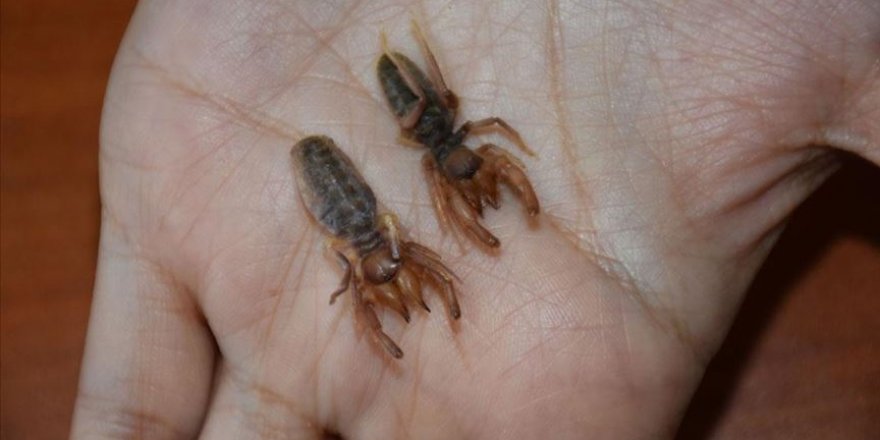 Hakkari'de yeni bir 'böğü' türü keşfedildi