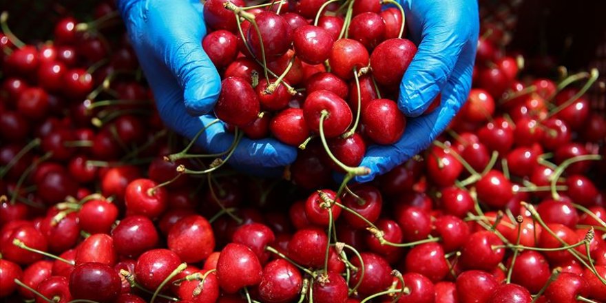 Türk tarım ürünleri için markalaşma atağı