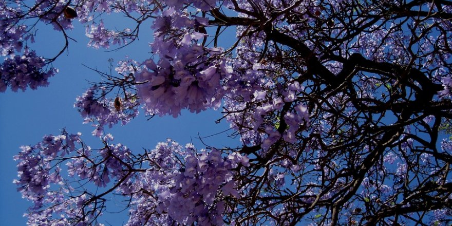 Sydney’i süsleyen mor güzellik: Jakaranda ağaçları