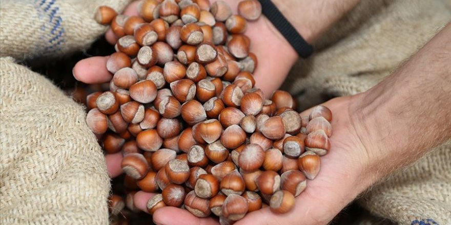 Dünya fındık üretiminin yüzde 25'ini Ordu yapıyor